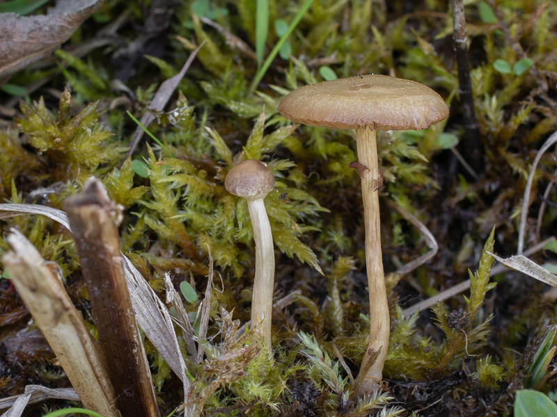 Agrocybe elatella